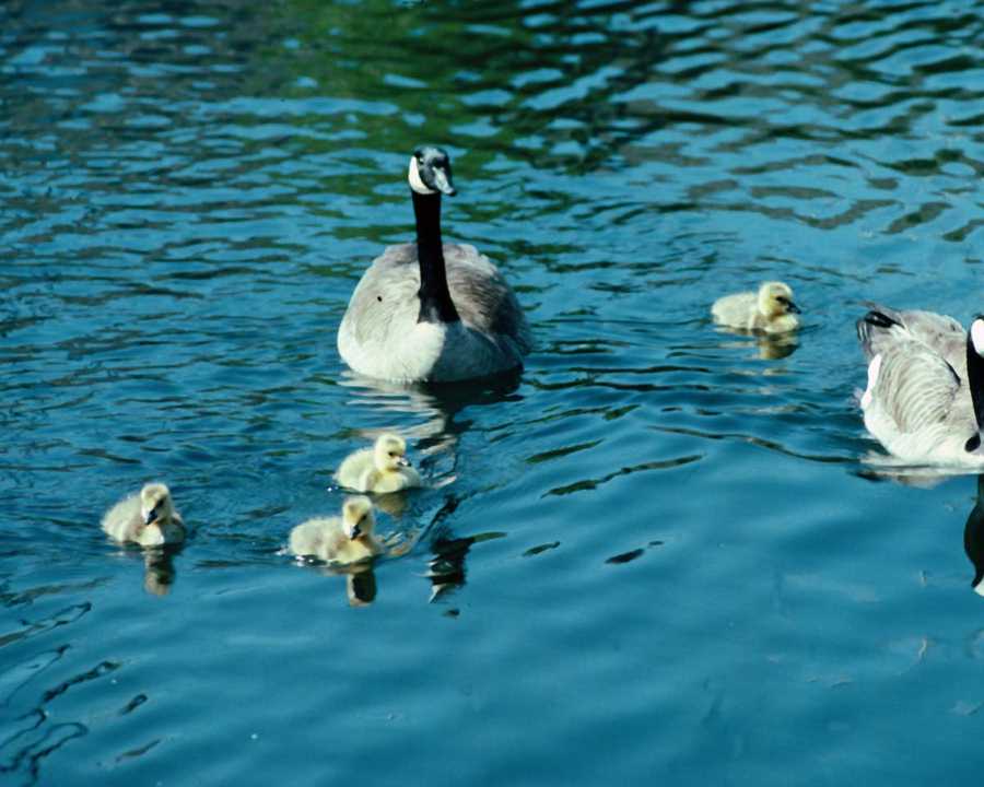 goose-mother-geeses-and-babies-are-floating-on-the-pond-in-sunny-morning
